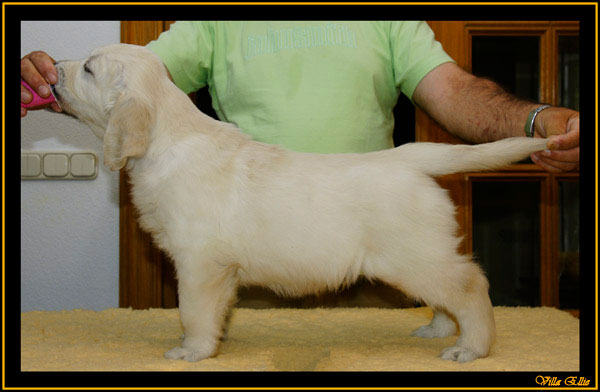 comprar golden retriever villa ellie